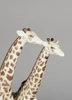 Lladro - Giraffes