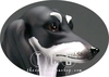 Giuseppe Armani - Saluki Hound - Ltd. Ed. 950