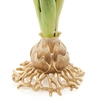 Jay Strongwater - Sutton Hyacinth Flower Objet - 100x100