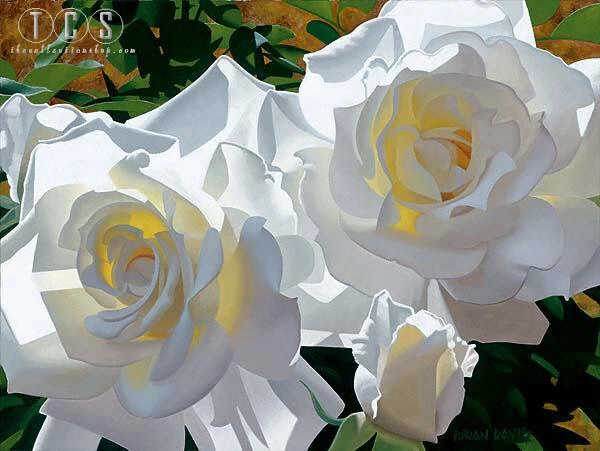 Brian Davis White Radiant Roses 