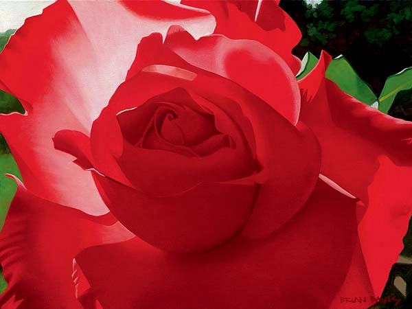 Brian Davis Brilliant Red Solo Rose 