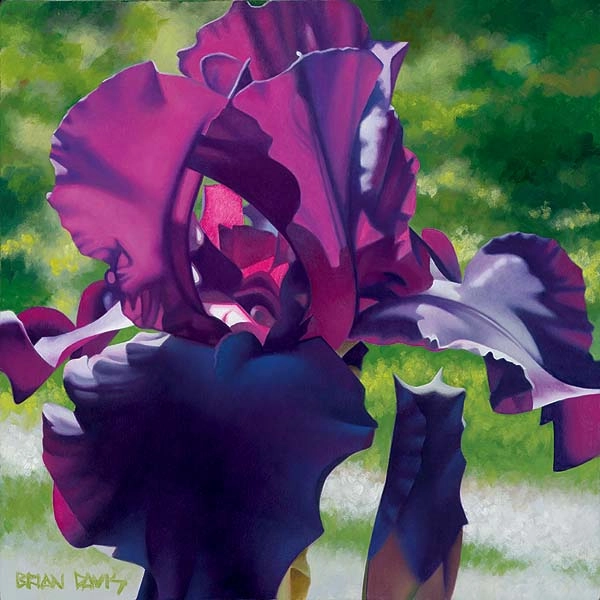 Brian Davis Passionate Purple Iris 