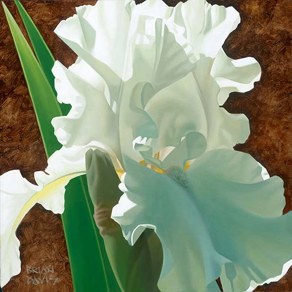 Brian Davis Solitary White Iris 