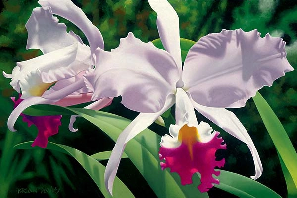 Brian Davis White And Magenta Orchids 