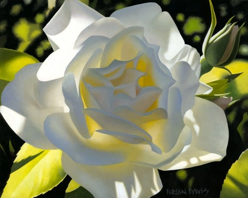 Brian Davis Divine White Rose Giclee On Canvas