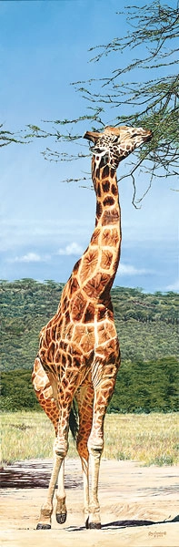 Guy Combes Rothschild Giraffe Nakuru Park Master Works Edition On Canvas
