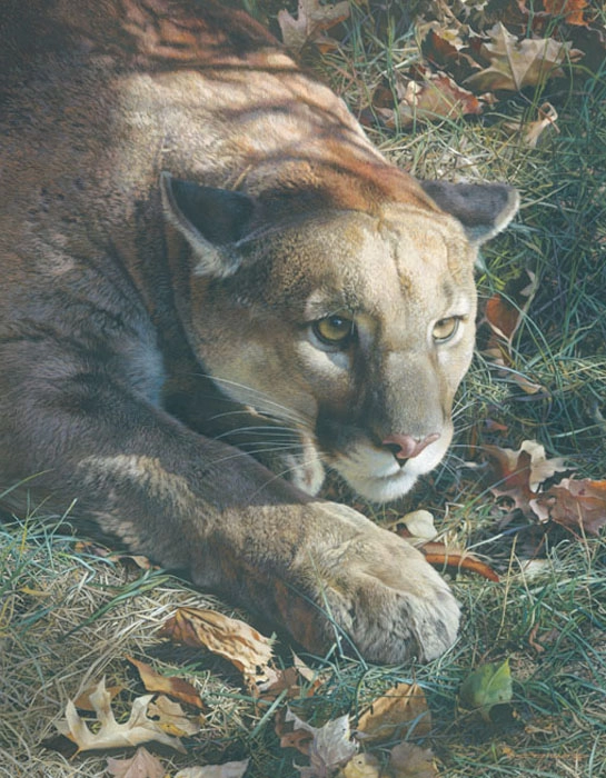 Carl Benders Stalking - Cougar Giclee On Canvas