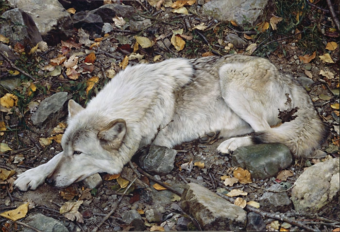 Carl Benders The Fall Guy - Tundra Wolf Giclee On Canvas