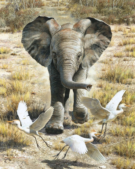 Carl Benders Flushing Egrets-Elephant Calf 