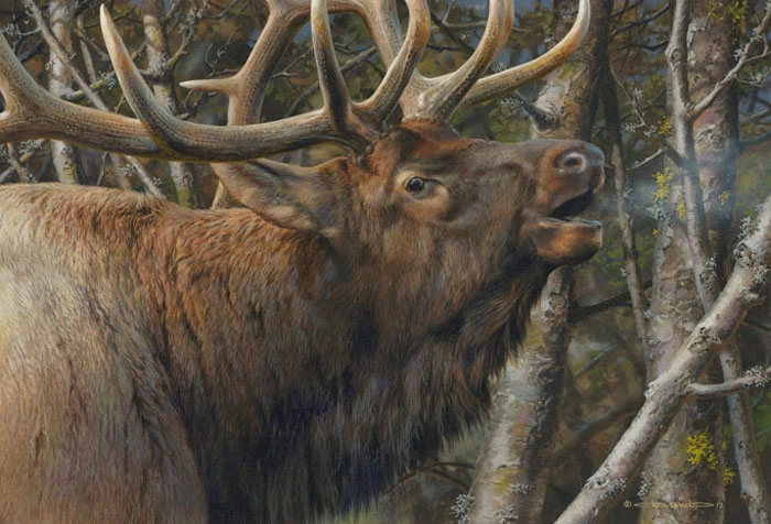 Carl Benders Mating Call Bull Elk Giclee On Canvas