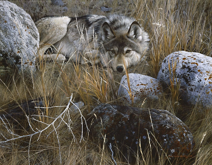 Carl Benders One to One - Gray Wolf Giclee On Canvas