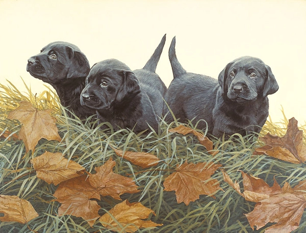 John Weiss Lab Puppies ANNIVERSARY EDITION ON Canvas